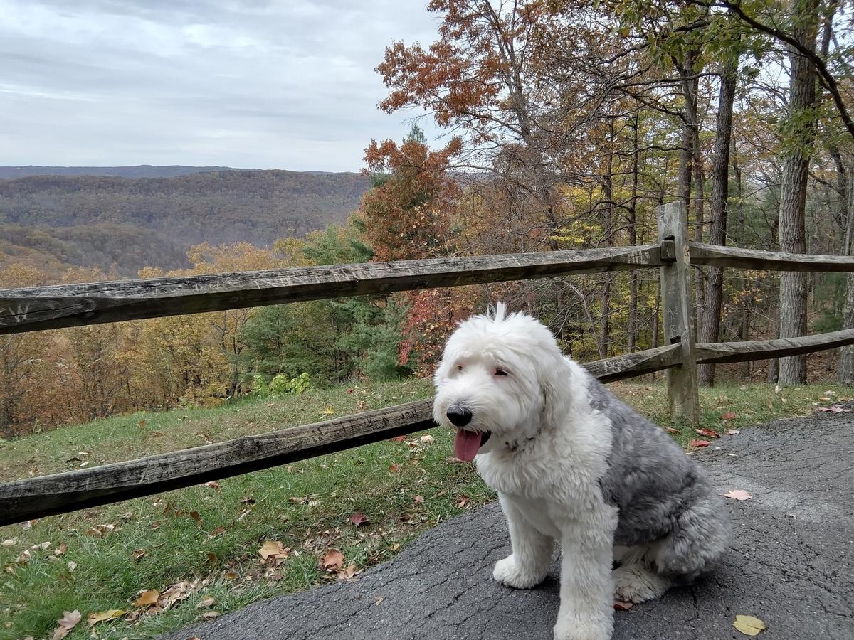 Bindi at Pipestem State Park — tap to hear her!