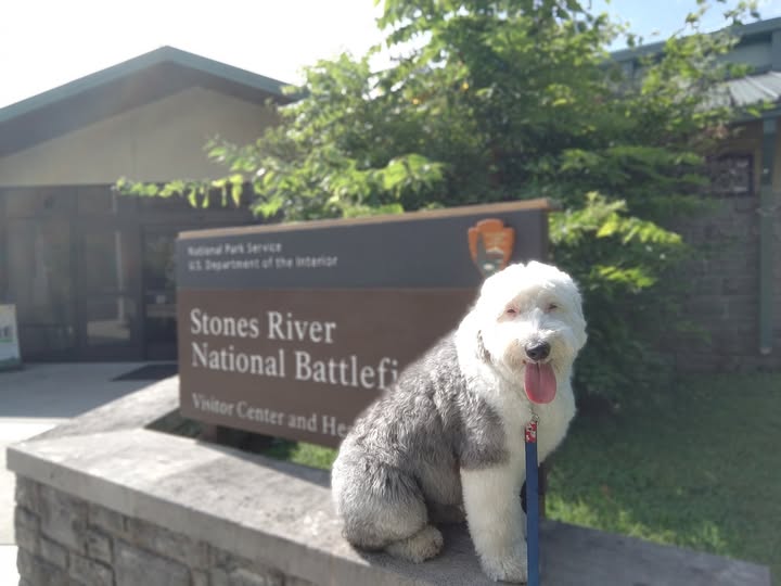 Bindi the Bark Ranger