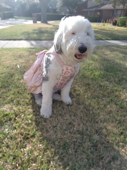 Bindi dressed up